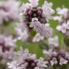 Тимьян ранний 'Pink Chintz'