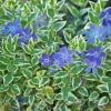 Барвинок большой Variegata