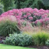 Посконник пятнистый Atropurpureum2 Посконник пятнистый Atropurpureum2