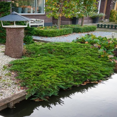 Можжевельник горизонтальный Prince of Wales