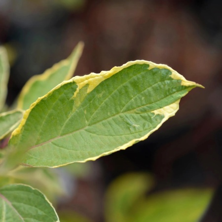 Дерен белый Spaethii3