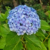 Гортензия крупнолистная Голубой шар2