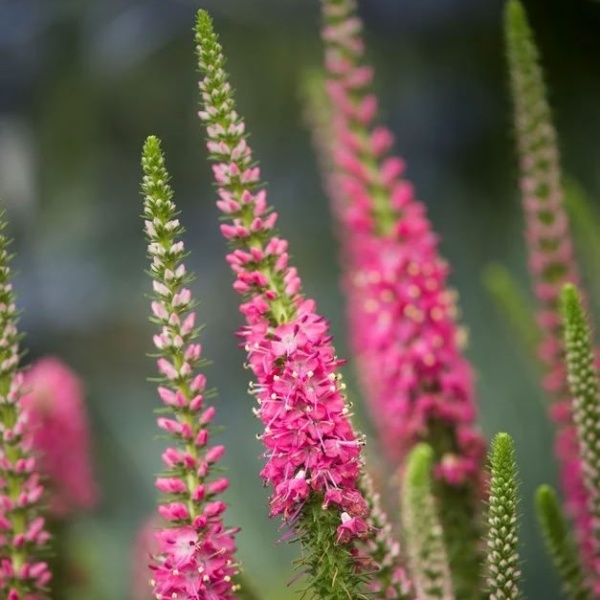 Вероника Rotfuchs2