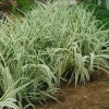Фалярис тростниковый Variegata