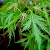 Клен сахаристый Laciniatum Wieri