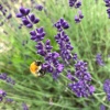 Лаванда узколистная компактная Hidcote Blue2