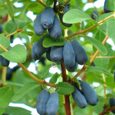 жимолость Мальвина