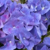 Гортензия крупнолистная Jip Blue2