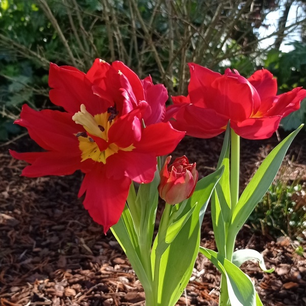 Тюльпан Abba2