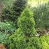 Туя западная Miky2