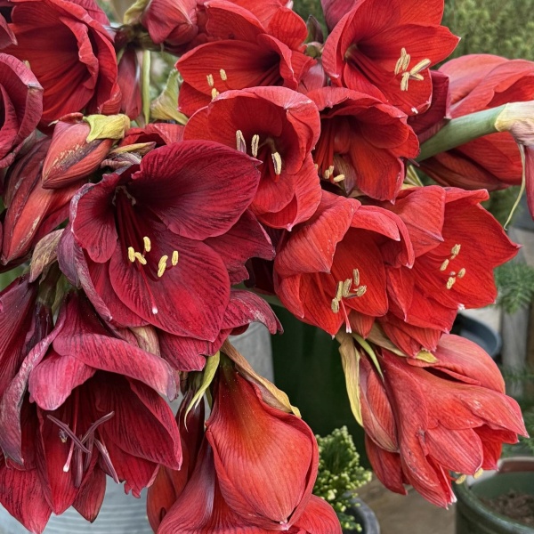 Амариллис4