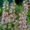 Дербенник иволистный 'Lythrum salicaria Blush'3