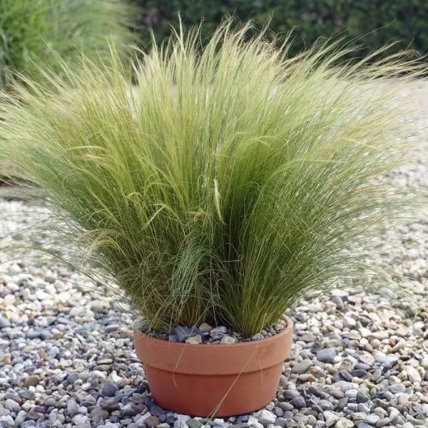Stipa tenuissima Pony Tails2
