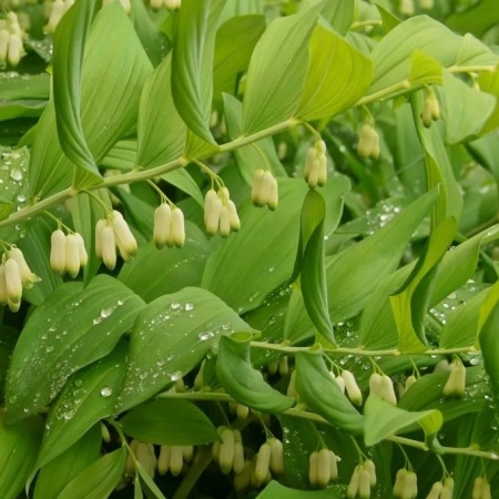 Купена многоцветковая Gigantheum