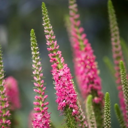 Вероника Rotfuchs2