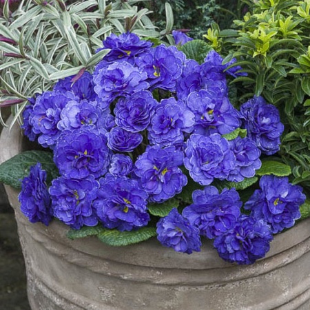 Примула Belarina Ocean Blue