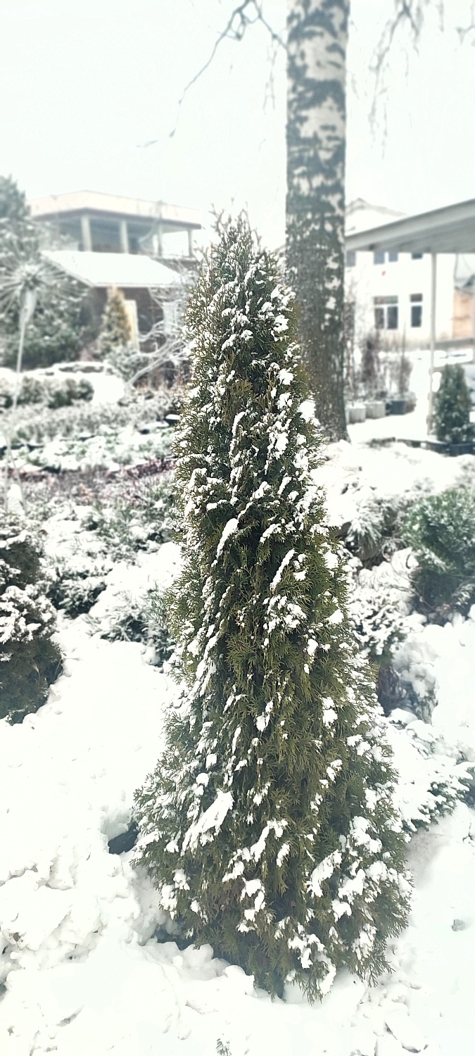 Растения уже снегом укрыты, а мы всё ещё для Вас открыты!