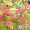Спирея японская Macrophylla3