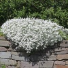 Ясколка войлочная Silberteppich
