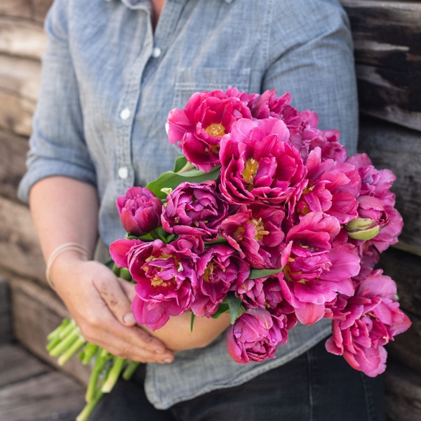 Тюльпан Margarita4