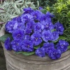 Примула Belarina Ocean Blue Примула Belarina Ocean Blue