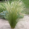 Ковыль Pony Tails