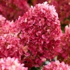 Гортензия метельчатая 'Little Rosy'