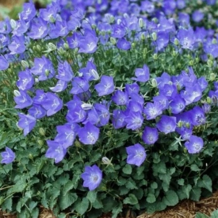 Колокольчик карпатский Blue clips