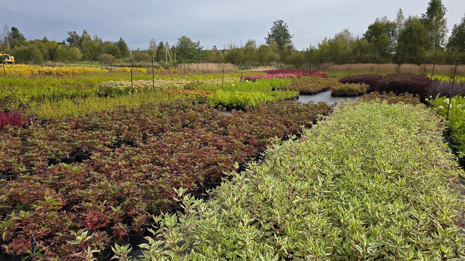 Где рождаются наши продукты — Псков в кадре