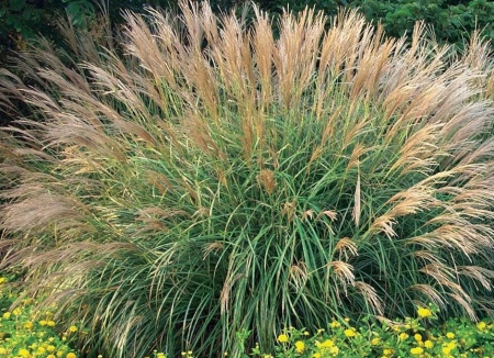 Мискантус MISCANTHUS sinensis