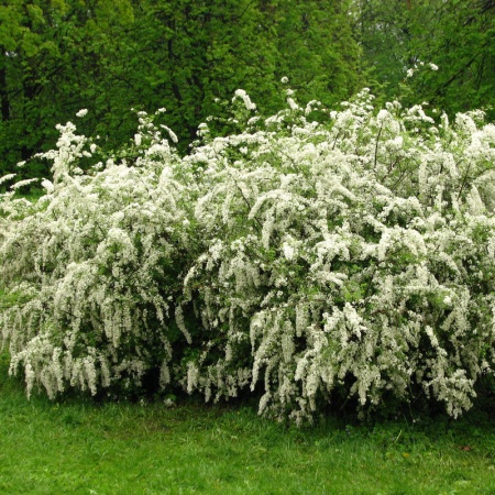 Спирея серая Грефшейм (Grefsheim)2
