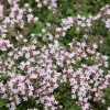 Тимьян ранний 'Pink Chintz'2