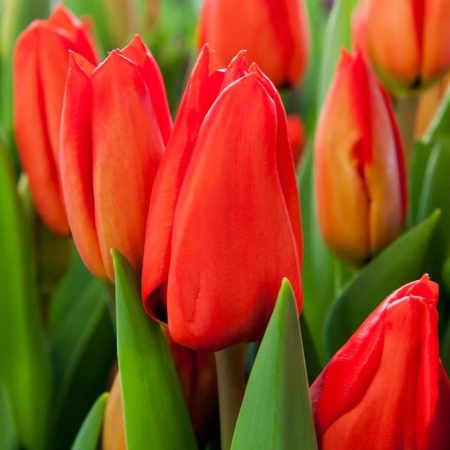 Тюльпан Lalibela2