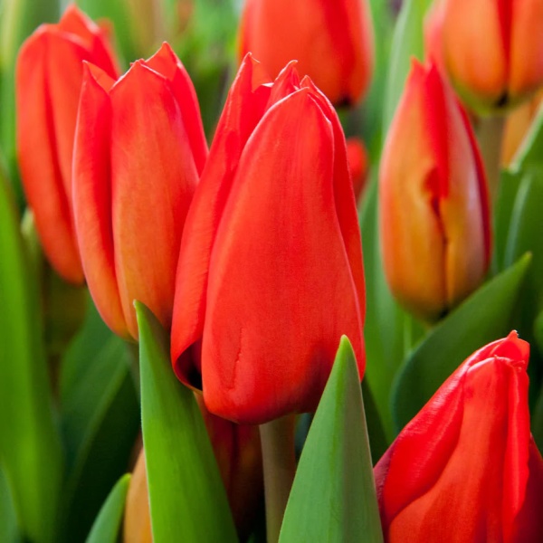 Тюльпан Lalibela2