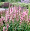 Дербенник иволистный 'Lythrum salicaria Blush'4