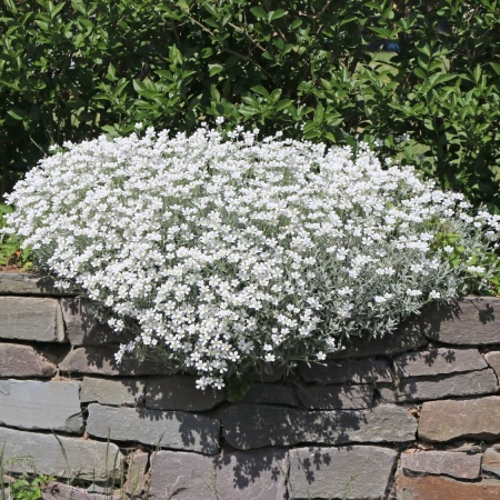Ясколка войлочная Silberteppich Ясколка войлочная Silberteppich