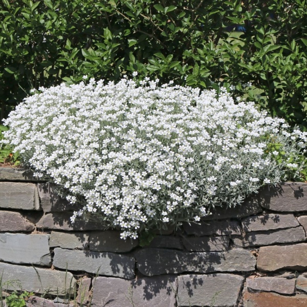 Ясколка войлочная Silberteppich Ясколка войлочная Silberteppich