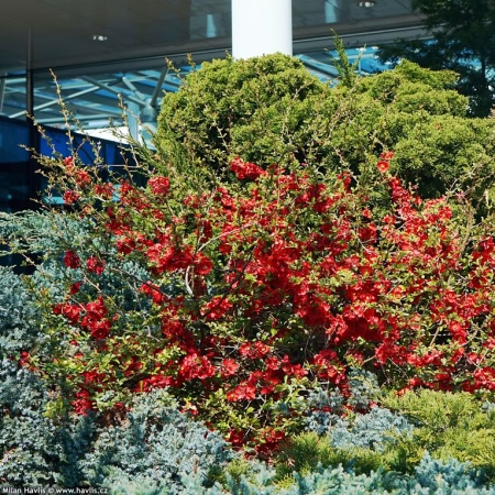 Айва японская4