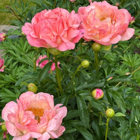 Пион Pink Hawaiian Coral6