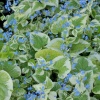 Бруннера крупнолистная Variegata