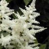 Астильба китайская Vision in White