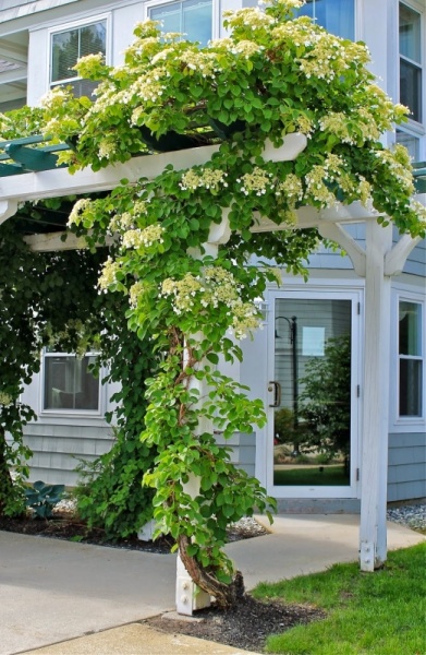 Гортензия длиночерешковая2