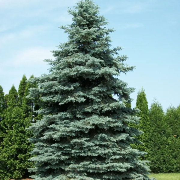 Ель колючая Glauca1