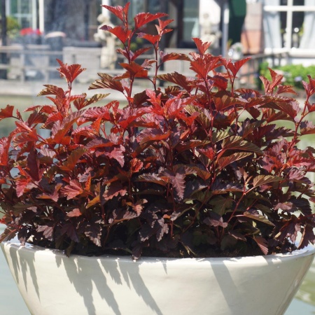 Пузыреплодник калинолистный Little Angel3